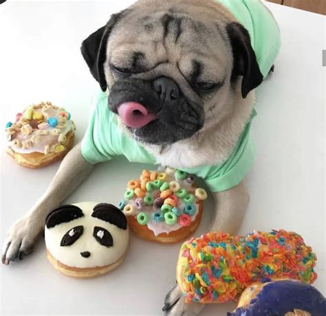 The 14 Funniest Photos Of Pugs That You Ever See The Paws