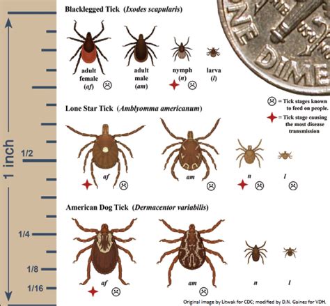 Your Field Guide To Battle Ticks In Fairfax County Fairfax Master