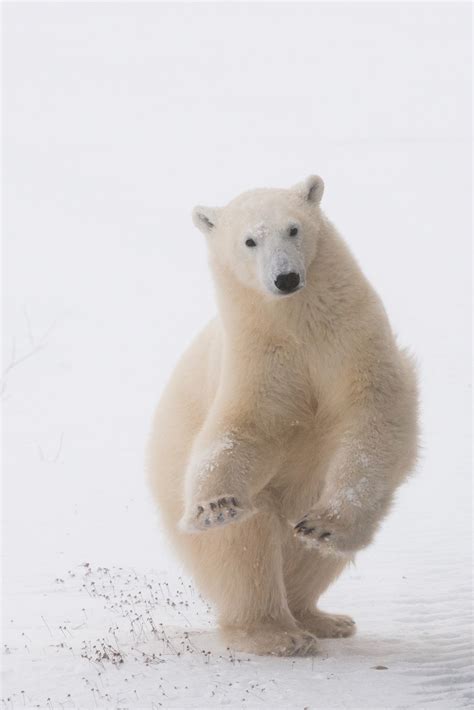 Polar Bears Could Become Extinct Faster Than We Think Imases Blog