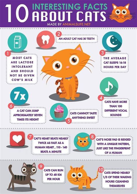 10 Interesting Facts About Cats Cat Facts Fun Facts Kitten Care