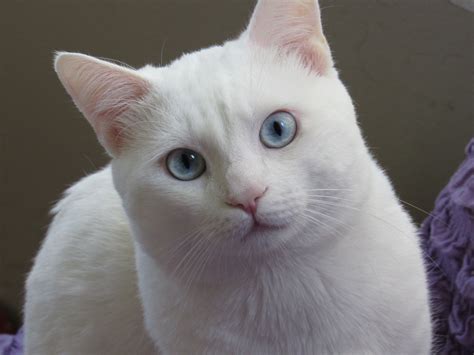 White Cats Breeds Names Idalias Salon
