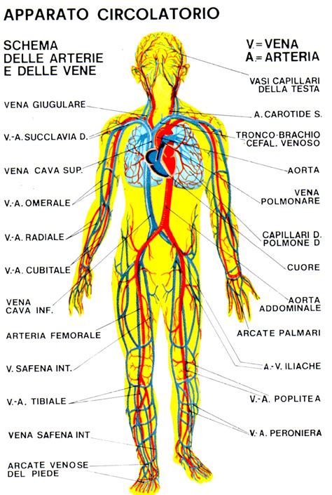 Anatomia Del Corpo Del Ragazzo Con L Apparato Circolatorio My XXX Hot