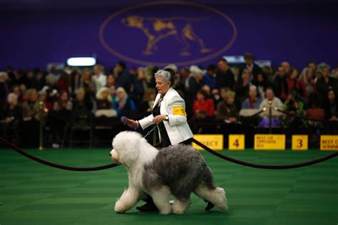 The 2015 Westminster Kennel Club Dog Show Abc News