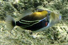 Prepare thyself, the hawaiian name of the state fish is humuhumu nukunuku apua'a. Reef triggerfish - Wikipedia, the free encyclopedia