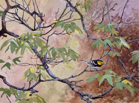 Golden Cheeked Warbler Artists For Conservation
