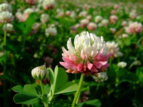 Clover Alsike American Quality Seed