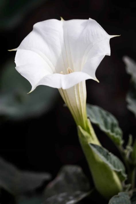 Moonflower A Guide To This Enchanting Night Bloomer
