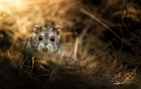 · hamsters are adorable, and if you had one as a kid, you probably remember them being easy pets to care for. animals, Hamster Wallpapers HD / Desktop and Mobile ...