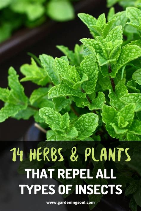 14 Herbs And Plants That Repel All Types Of Insects