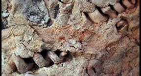 Biology definition radiometric dating register and absolute clocks based on measurement of decay of a sentence from living organisms contain radioactive dating is the ages. How Is Radioactive Dating Used to Date Fossils? | Sciencing