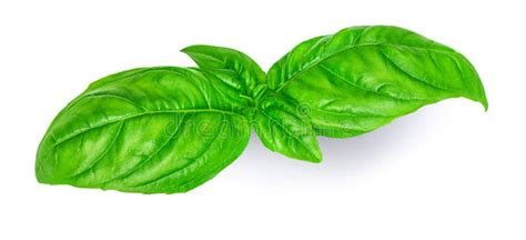 Fresh Green Basil Leaves Isolated On White Background Top View Basil