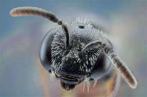 This Extraordinary Series Of Close Up Photos Turns Mundane Insects Into