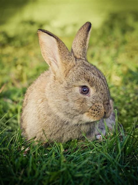 Little Rabbit On Green Grass Stock Photo Image Of Domestic Outdoor
