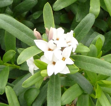 Daphne x transatlantica 'eternal fragrance'. Buy Daphne x transatlantica Eternal Fragrance (Daphne) in ...