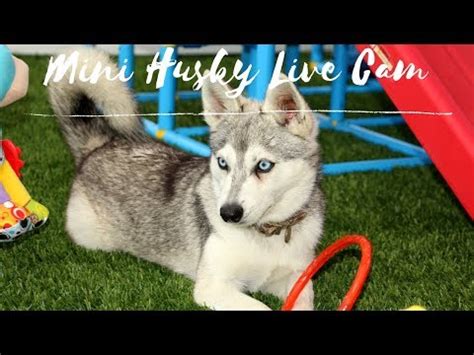 Live puppy cams from maximilian schnauzers showing schnauzer puppies, schnauzer birthings and puppies playing 24/7. SO CUTE!! Alaskan Klee Kai Puppy Dogs - LIVE CAM - Mini ...