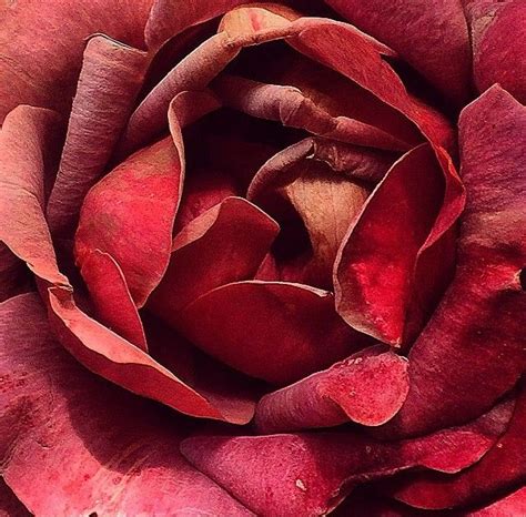 Detail Of Faded Red Rose Via Charlottedicarcaci Ig Red Pinterest