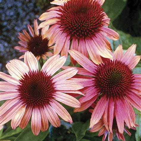 No, we do not recommend a cold. Harvest Moon™ coneflower - FineGardening