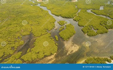 Mangrove Forest In Asia Philippines Siargao Island Stock Photo