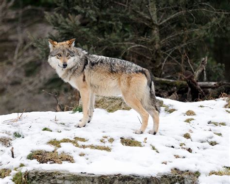 Are We Doing Enough To Protect The Mexican Gray Wolf Mexican Gray
