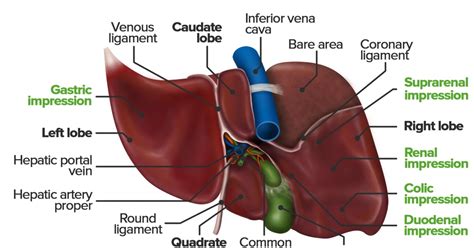 Diagram Of Liver Pancreas Digestive System Diagram Liver Hd Png