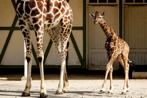 April The Giraffe Pregnant Live Cam Animal Adventure Park Giraffe