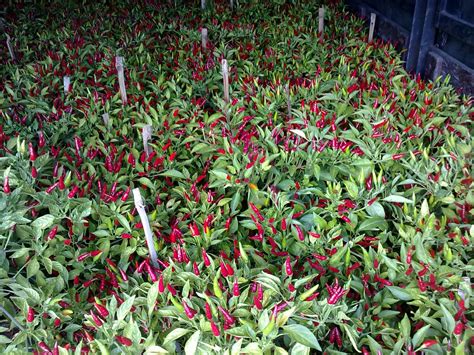 Alhamduliilah tanaman cili padi saya 2000 pokok menjadi dan hidup dengan subur. Gemilang Agro Land: POKOK CILI API BERBUAH