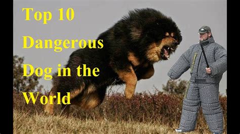 Top 10 Of The Worlds Most Dangerous Dogs 2017 2018 Youtube