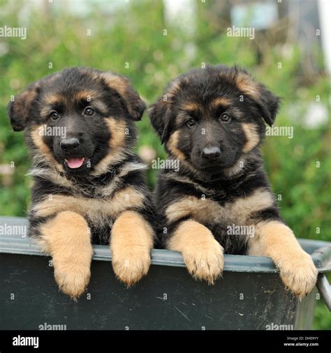 Two German Shepherd Dog Puppies Stock Photo 62088095 Alamy