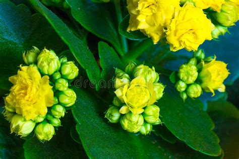 Yellow Kalanchoe Flowers Close Up As Background Stock Image Image Of