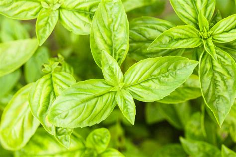 How To Care For Basil Properly ⋆ Gardening Champion