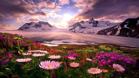 Glacier Flower Sky Wildflower Mountain Mountain Range Mount