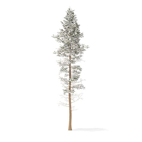 Pine Tree With Snow 3d Model 77m 3d Model 18 C4d Max Fbx Obj