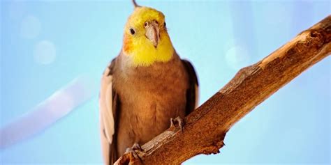 Average Cockatiel Prices And Associated Costs Your Parrot Cage