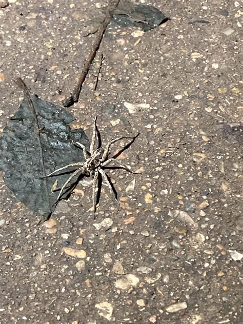 Found This Beautiful Albino Wolf Spider Roaming A Trail In Austin At