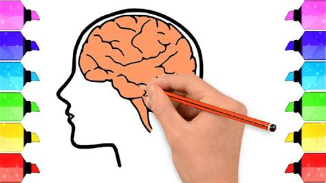 How To Draw A Brain How To Draw Human Brain In Easy Steps Brain