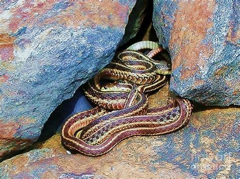 Snakes In Rocks Photograph By Emily Michaud Pixels
