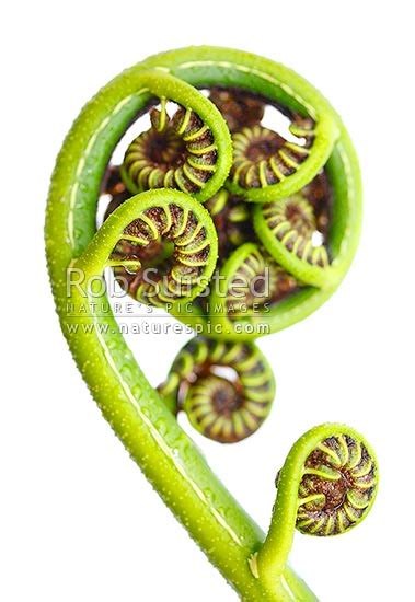 New Zealand Fern Koru The Growing Unfurling Frond Tip Of