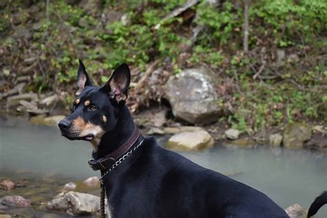 Doberman Husky Mix Portret Van Een Dobsky Hond Eventnl