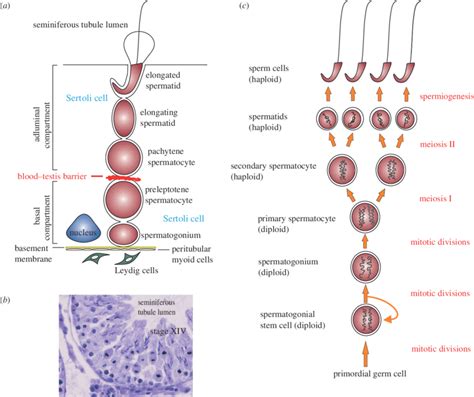 The Biology Of Spermatogenesis In The Rat A Schematic Drawing Of The