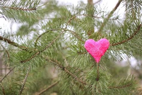Red Heart Hanging On The Tree Branch In Winter Park Stock Photo