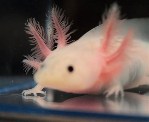 While they will leave dolphins and turtles alone, everything else is fair game—they'll. Colors