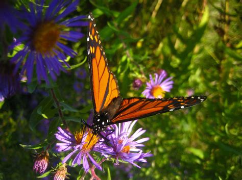 Download 307,279 butterfly images and stock photos. Monarch Butterfly Free Stock Photo - Public Domain Pictures