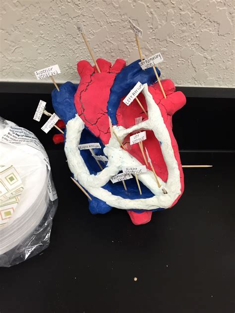 3 D Heart Model School Science Projects Heart Projects Human Body