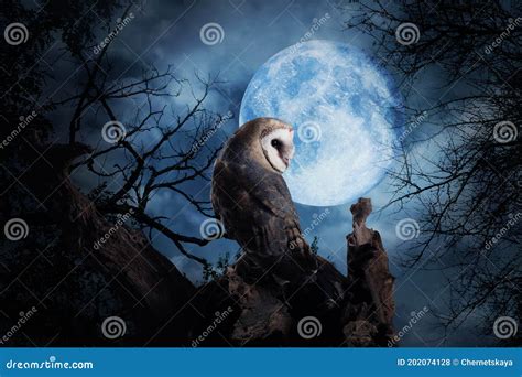 Owl On Tree Under Full Moon At Night Stock Photo Image Of Halloween