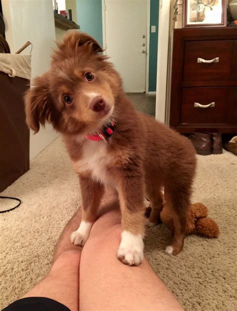 21 Puppies That Are Just Unbelievably Adorable Cuteness