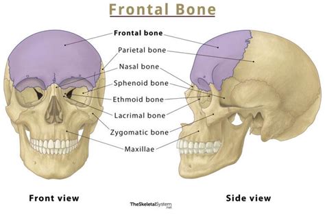 Frontal Bone Location Functions Anatomy Diagram
