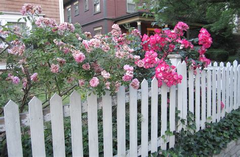 Roses On A White Picket Fence Love