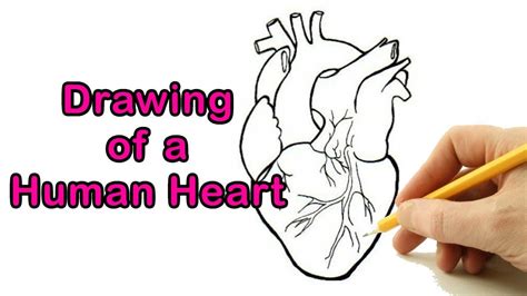 How To Draw A Real Heart Step By Step Easy Bmp Power