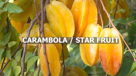 Learn How To Grow Star Fruit From Seed Youtube