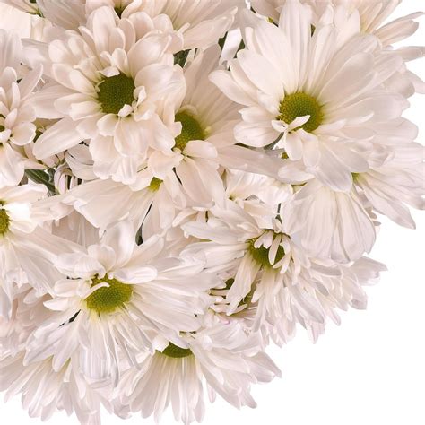 Fresh Cut White Daisies Pack Of 60 By Inbloom Group